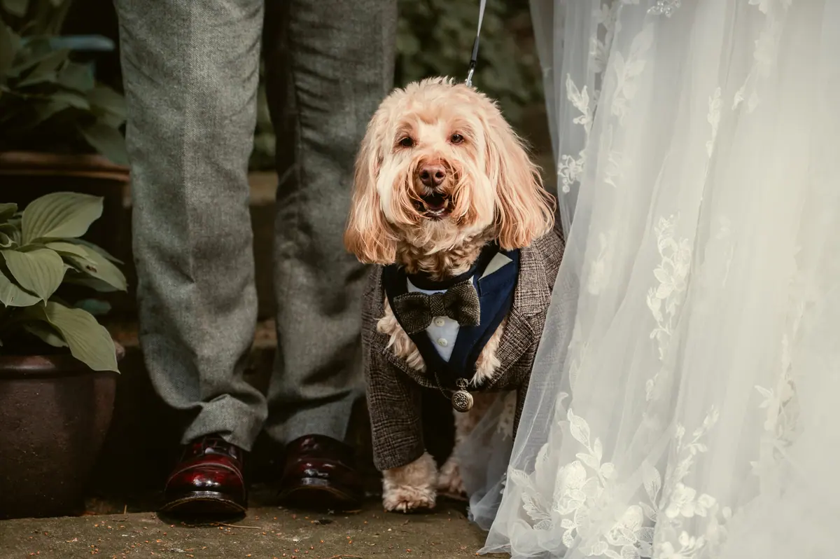 Small curly-haired dog standing between the couple's shoes and dress